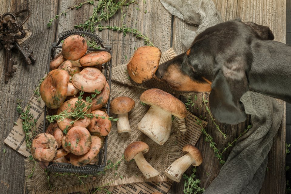 К чему снится есть грибы. Собака и грибы. Псы с грибами грибы. Собака мухомор.